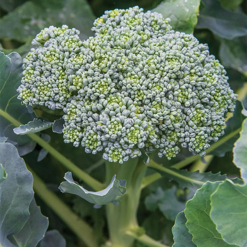 Broccoli, Waltham