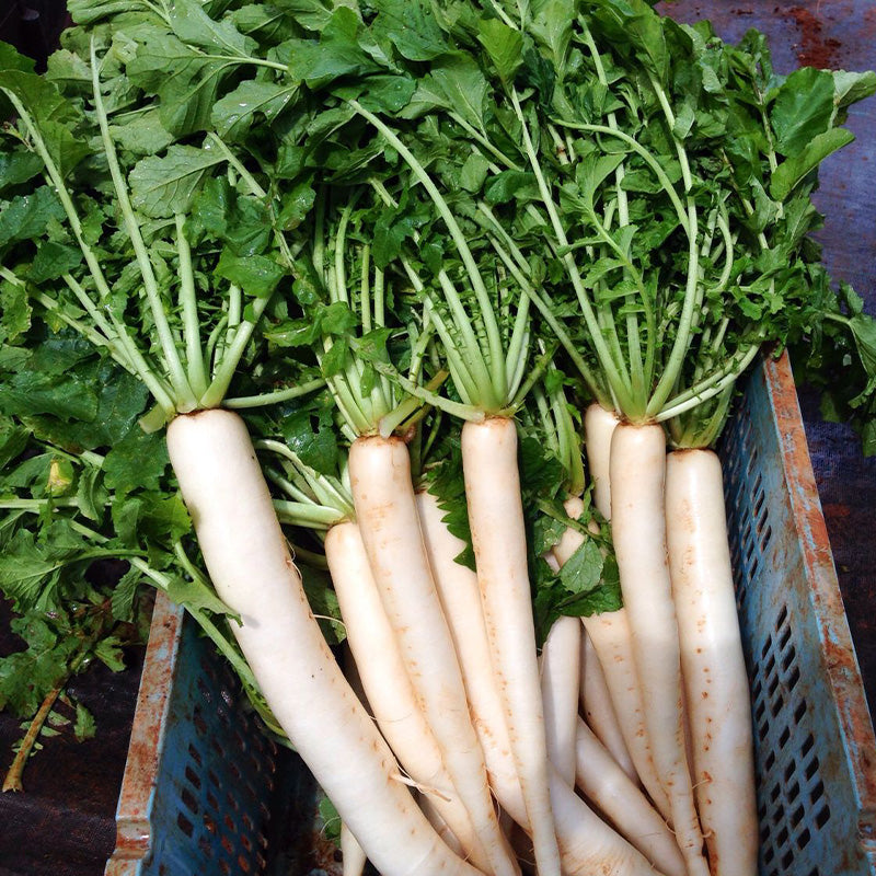 Premium Long White Radish Seeds