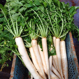 Premium Long White Radish Seeds