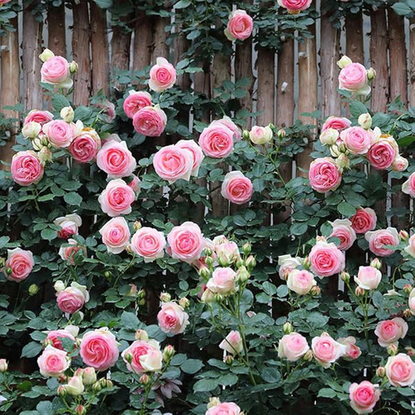 Semillas de rosal trepador de color rosa: crecimiento asombroso y rosas hermosas