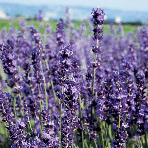 Lavender, Provence Blue