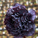 Mysterious Black Bark Double Petal Rose Seeds