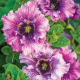 Amarilis de belleza rayada