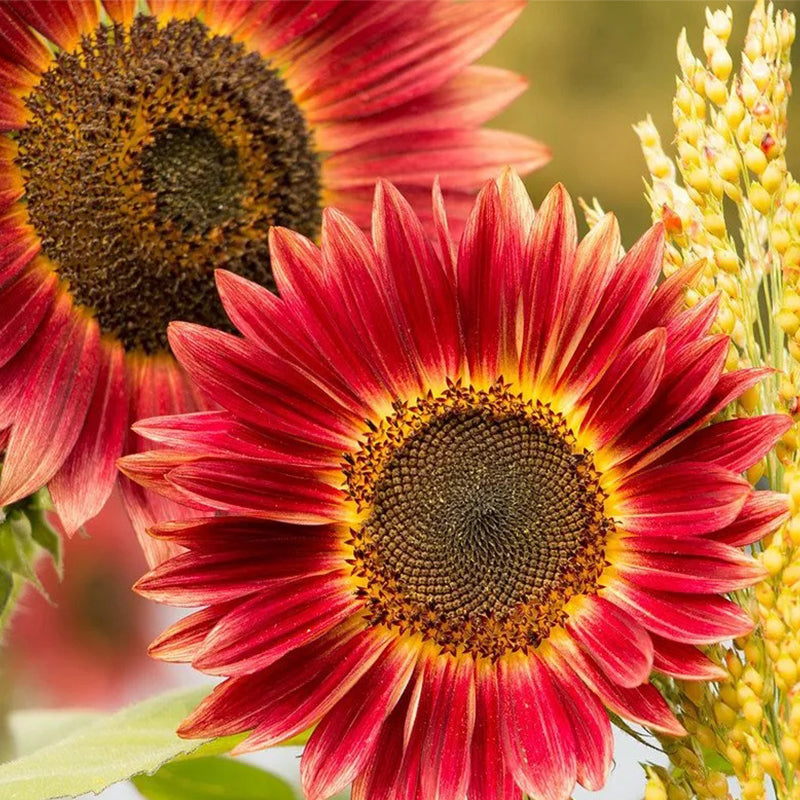 Semillas de girasol orgánicas