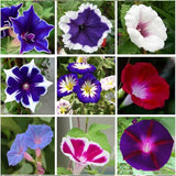 Morning Glory Seeds for Planting, Mixed Color Ipomoea Nil Seeds Heirloom Vine, High Germination Rate Open Pollinated Seeds