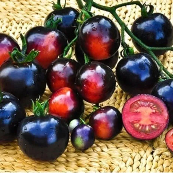 Tomato-Indigo-Rose