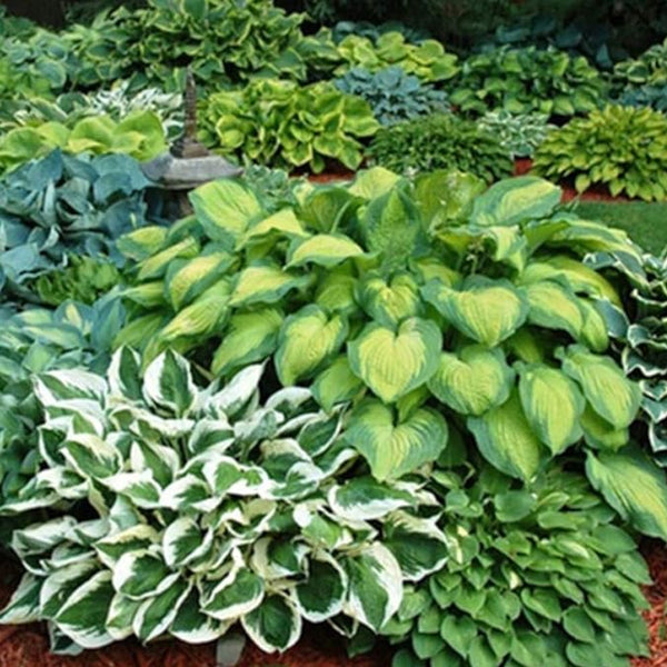 Plantas de raíces desnudas de hosta mixtas en forma de corazón: follaje verde intenso, bajo mantenimiento para su hogar y jardín