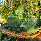 Heirloom Standard Broccoli Seeds