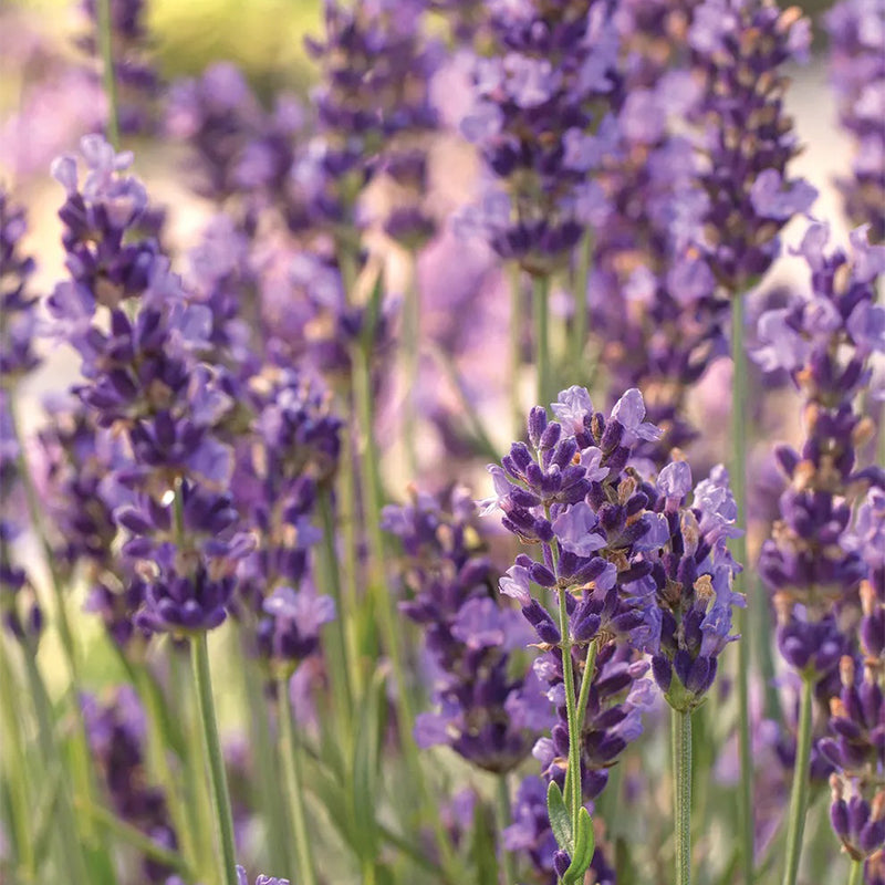 Lavandula angustifolia, siempre azul