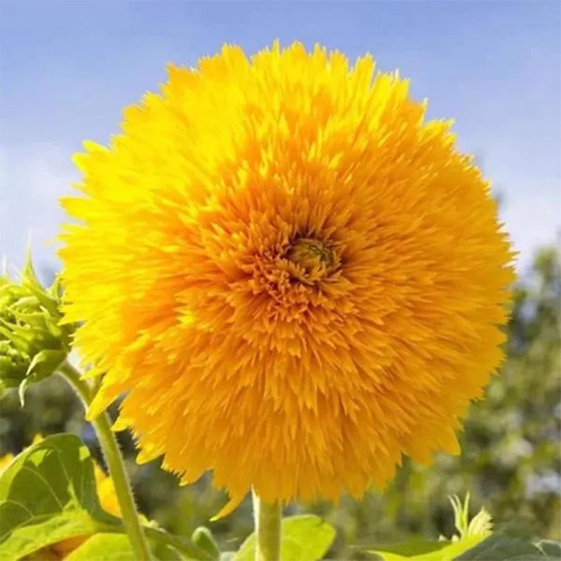Osito de peluche girasol