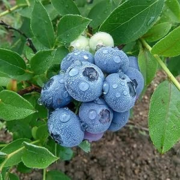 Semillas de arándanos Bayas Fruta fresca Semillas Perennes Exterior Interior