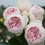 Earth Angel Pink Floribunda Rose Bush, Cupped Peony Shaped Blooms