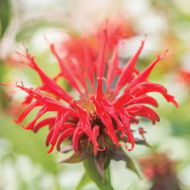 Monarda, Jacob Cline