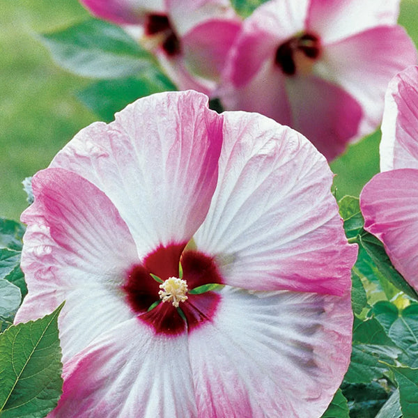 Hibiscus, Pink Swirl