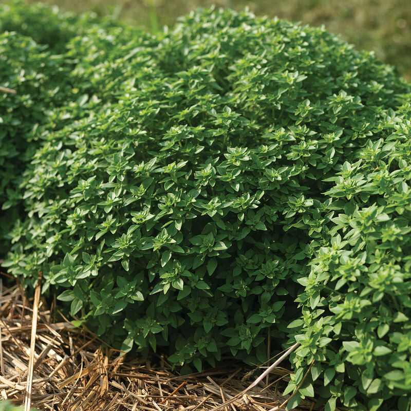 Semilla de albahaca Greco a Palla