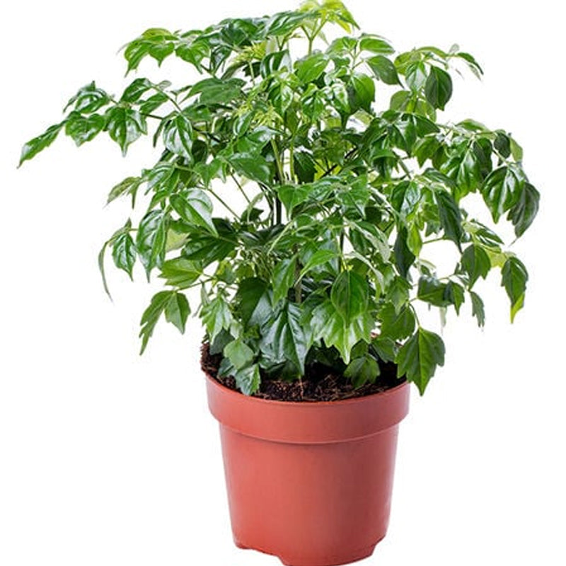 Muñeca de porcelana, semilla de Radermachera