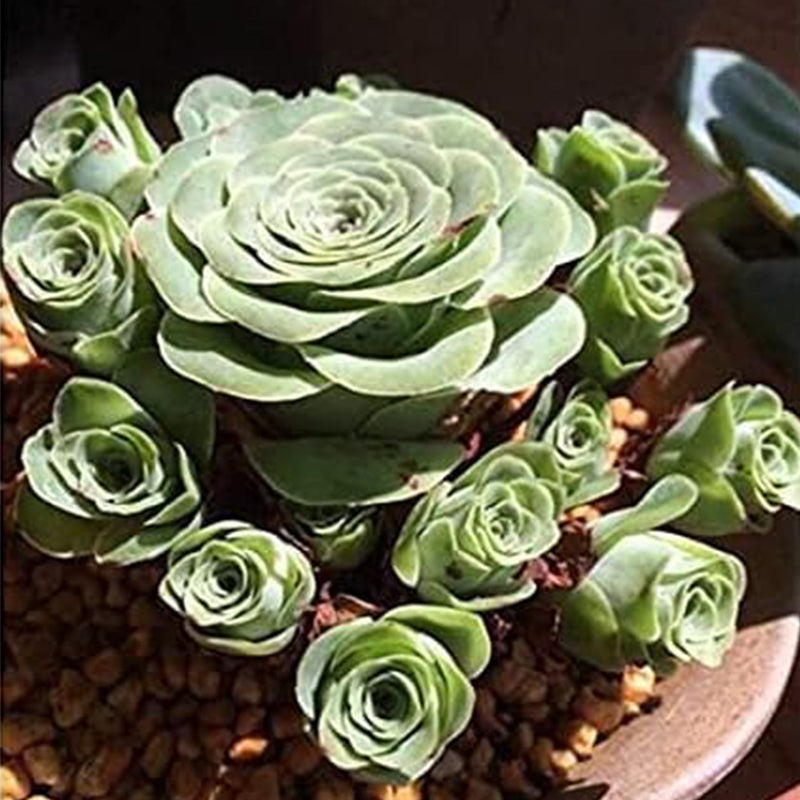Planta suculenta Greenovia Mountain Rose