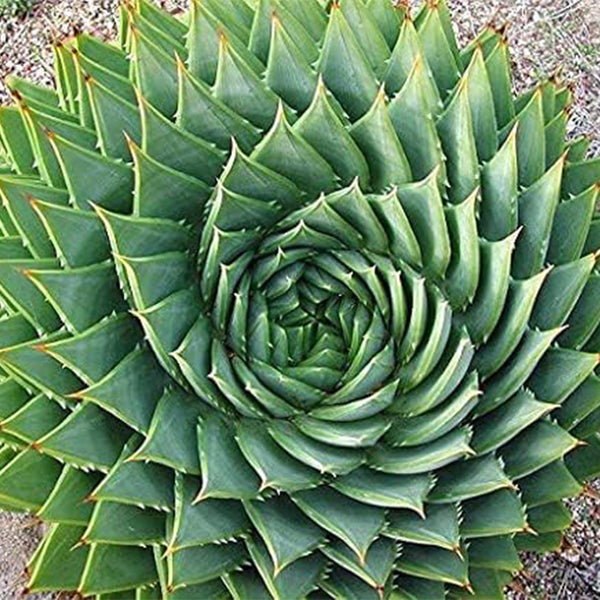 Aloe Polyphylla Rare Succulent Plant