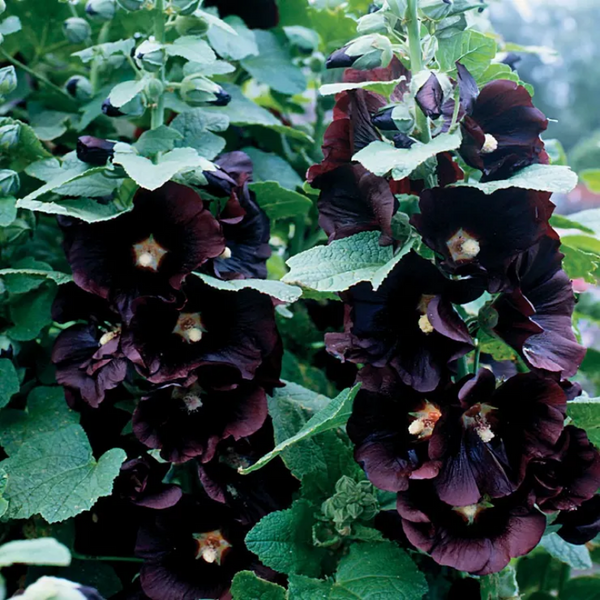 Jet Black  Hollyhock Seeds