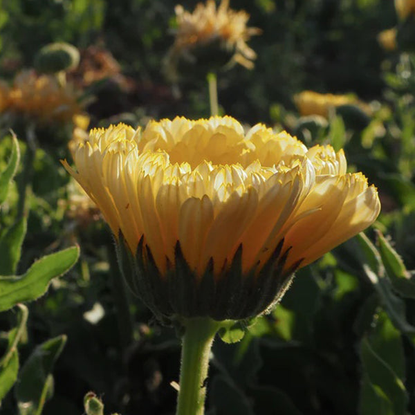 Lemon Sorbet Calendula