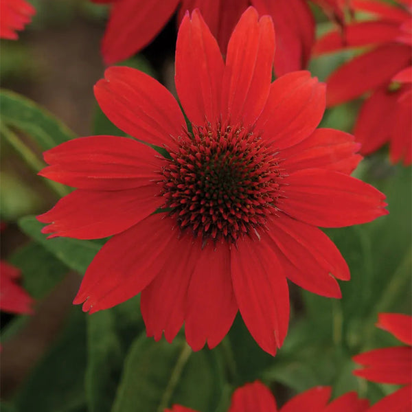 Echinacea, Sombrero Salsa Red