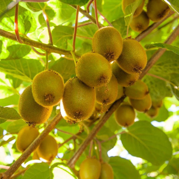 Kiwi, Vine Fruit Plant