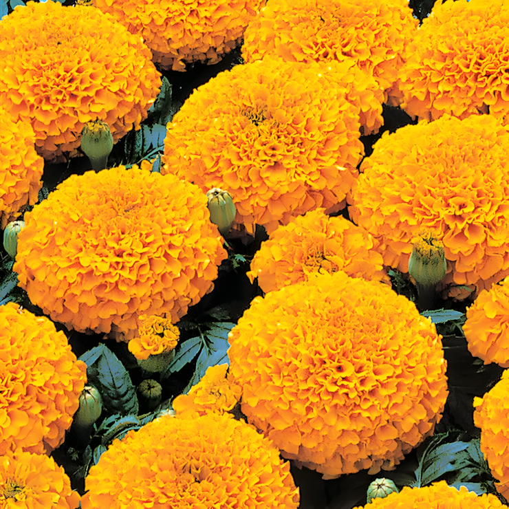 Whopper Orange Marigold Seeds