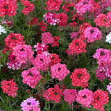 'Sweetheart Kisses' Moss Verbena Seeds