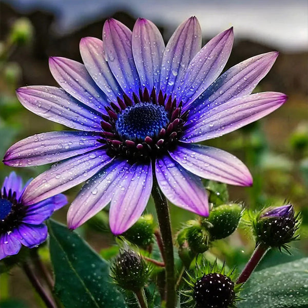 Blue to Purple Ombre Sunflower