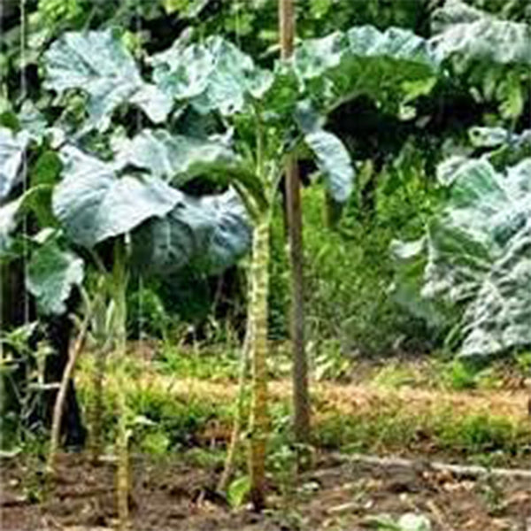 Walking Stick Kale Tree Seeds