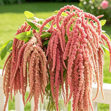 Coral & Salmon Hanging Tassels – Love-Lies-Bleeding (Amaranthus caudatus) Seeds