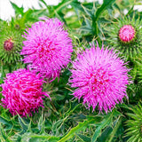 Biennial Milk Thistle Herb Seeds for Planting