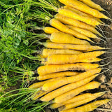 Solar Yellow Carrot Seeds