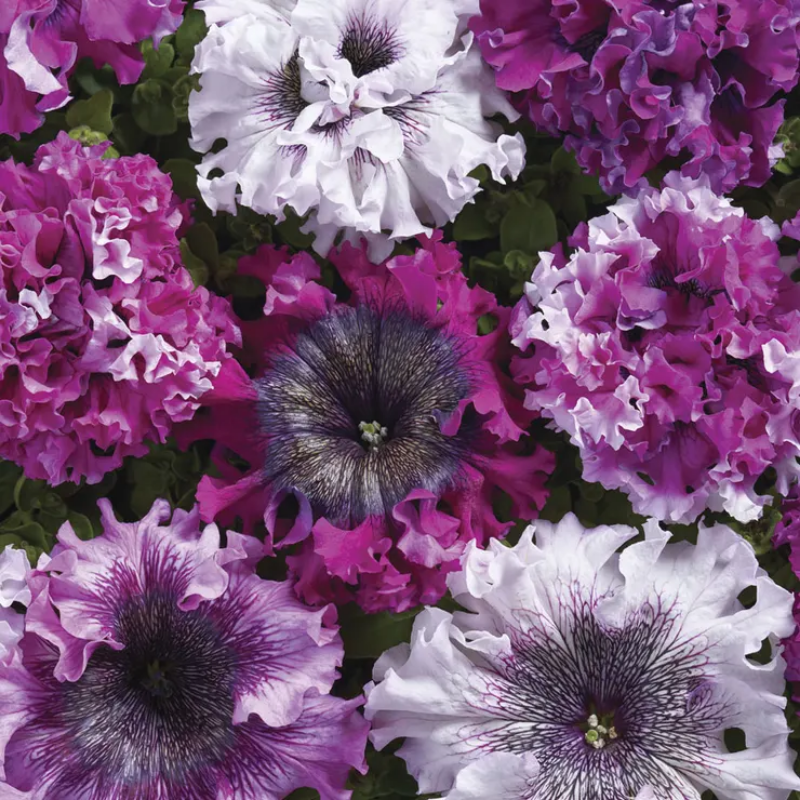 Superbissima Cerny's Triumph Petunia Seeds