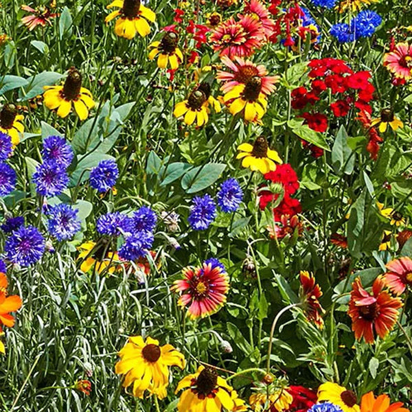 Southeast Wildflower Extravaganza: A Burst of 26 Wildflowers