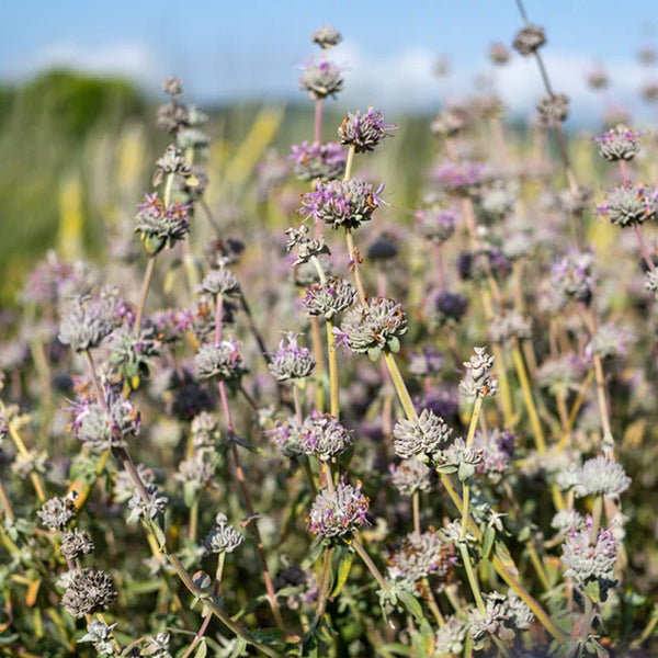 Purple Sage