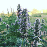 Regaliz y menta coreanos