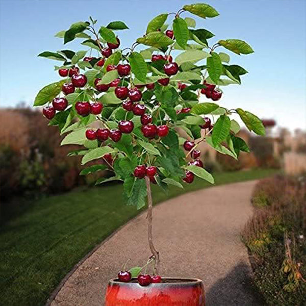 Semillas de cerezo enano Bonsai Árbol frutal de interior o exterior