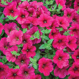 Wave Carmine Velour Petunia Seed Variety