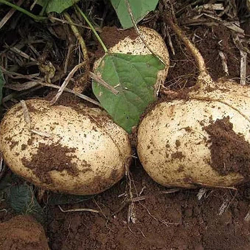 Jicama Seeds Heirloom Mexican Yam Bean Non-GMO Mexican Turnip Seeds Fresh Garden Seeds