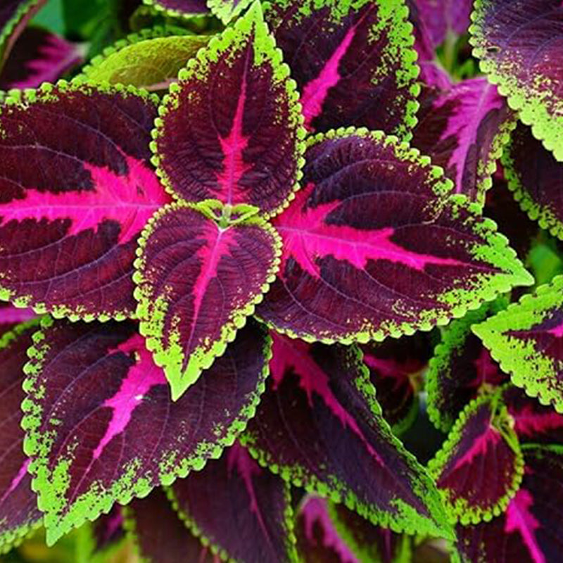 Coleus Kong Red Seeds Beautiful Flowering Plants Potted Bonsai Balcony Flower