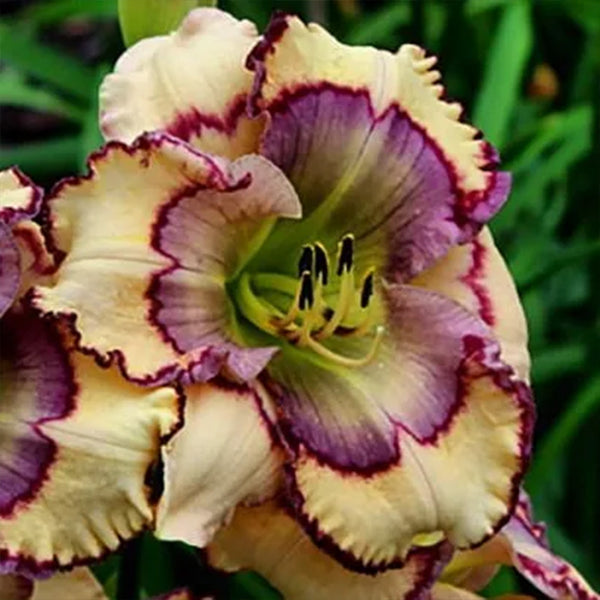 Daylily Hybrid Flowers Seed