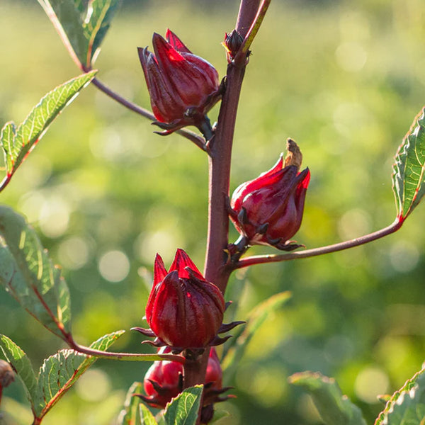 Hibiscus Flower Roselle Seed