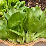 Premium Baby Bok Choy Seeds