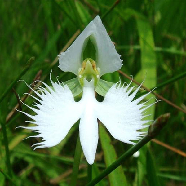 Semillas de orquídeas radiata japonesas de flores raras Semillas de orquídeas paloma blanca