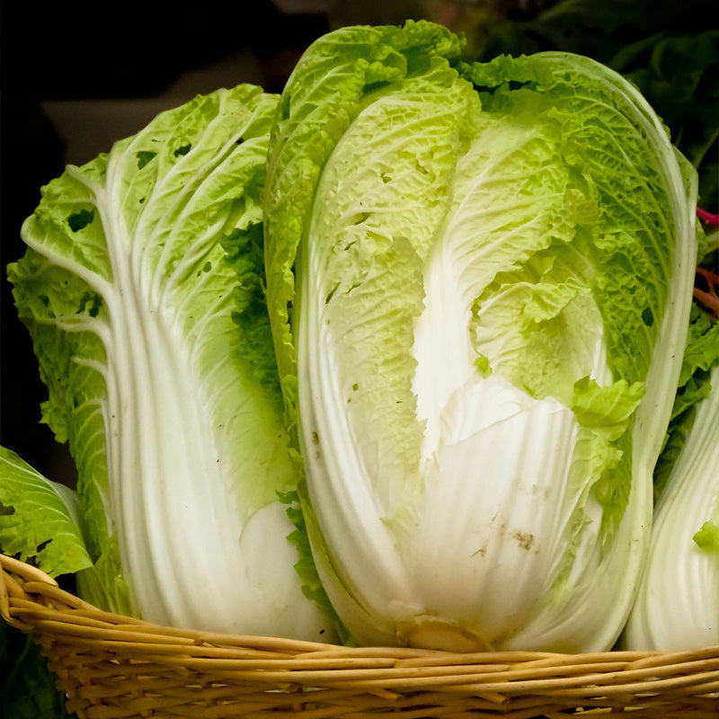 Premium Napa Cabbage Seeds