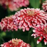 Semillas de zinnia dragón oculto