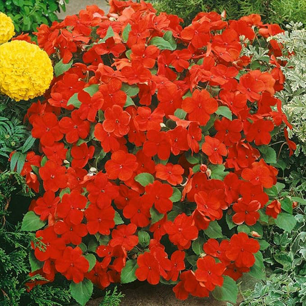 Semillas de flores de la planta Impatiens Baby Scarlet para plantar