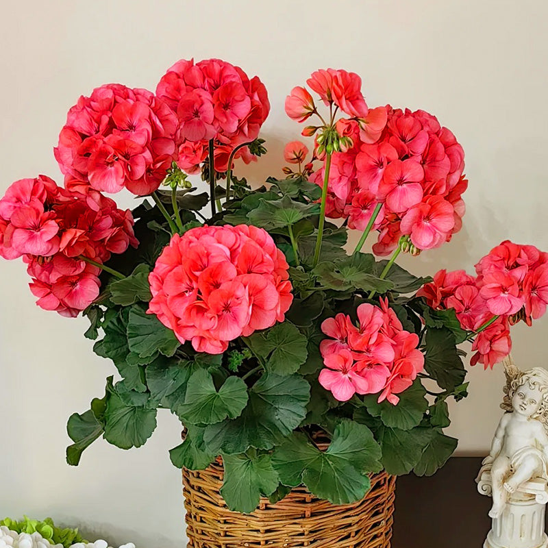 Semillas de geranio de flor de manzana roja