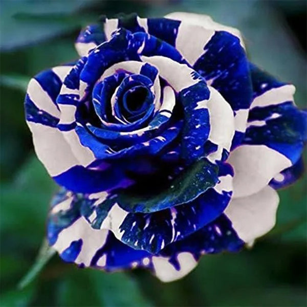 Semillas de rosa dragón azul